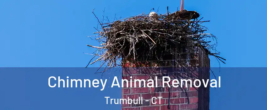 Chimney Animal Removal Trumbull - CT