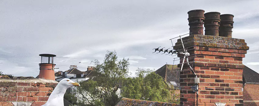Chimney Cleaning And Restoration in Trumbull, Connecticut